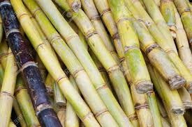 Organic Natural Sugarcane, Color : Yellow