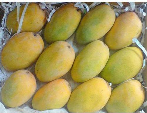 Organic kesar mango, Packaging Type : Corrugated Box, Jute Bags