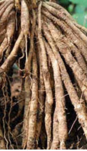 Organic Shatavari Root, for Agriculture, Packaging Type : Jute Bags, Pp Bags