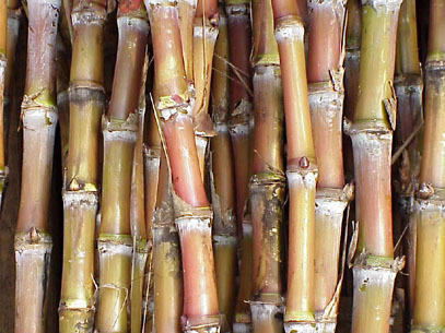 Raw Sugarcane