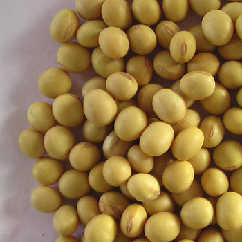 yellow soya beans