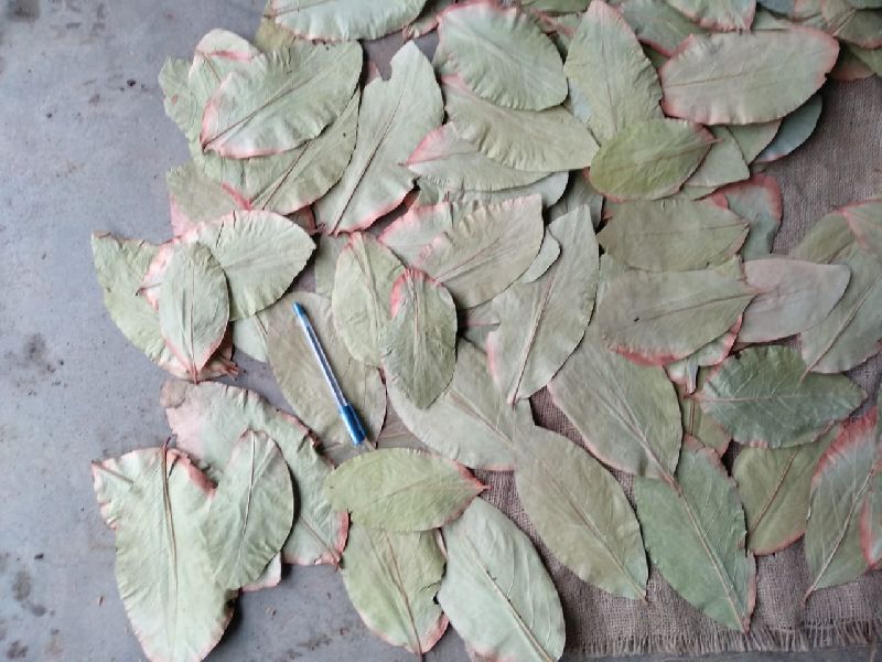 Kendu Leaf