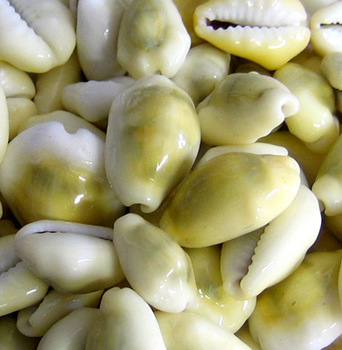 Cypraea moneta, Color : white, yellow