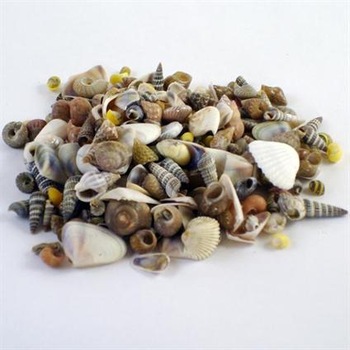 Mixed seashells large