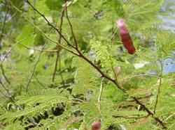 Acacia catechu seeds