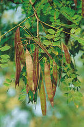 Albizia Procera Seeds, Color : Brown