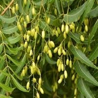 Azadirachta Indica Seeds