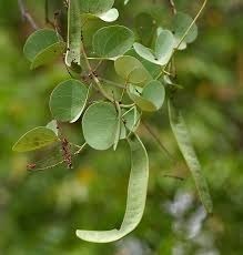 Bauhinia Racemosa Seeds