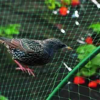 : Nylon Anti Bird Net