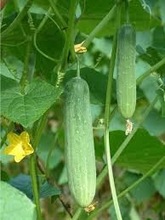 Common Cucumber