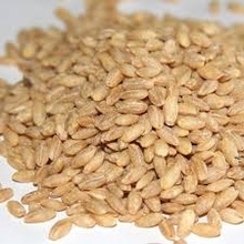 Barley