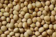 organic soybean