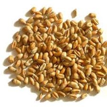 Organic wheat, Certification : ECO, GOVT