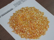 Yellow corn, for Cattle, Chicken, Dog, Fish, Horse, Pig, Packaging Type : 25kg/bag