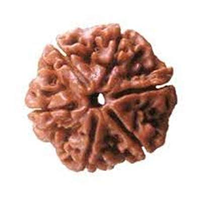 Six (Chhe) Mukhi Rudraksha Beads