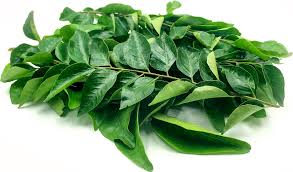 Organic Green Curry Leaves, Packaging Type : Plastic Box, Plastic Packet