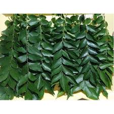 Organic Curry Leaves, Packaging Type : Plastic Packet