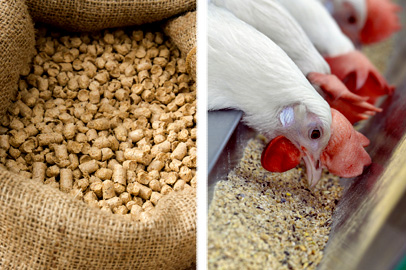 poultry feeds