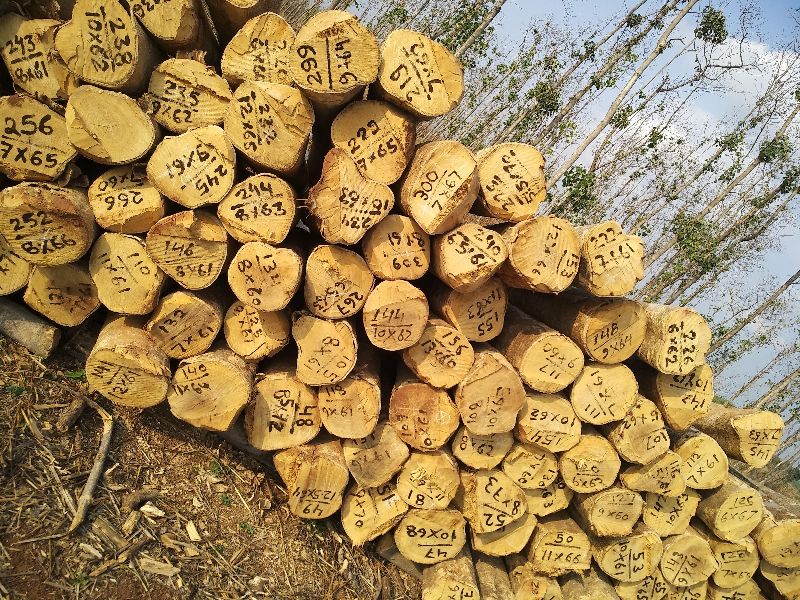Gamhar Gmelina wood log
