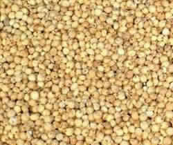 Sorghum