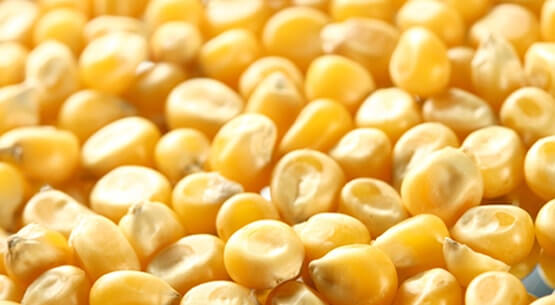 indian yellow maize