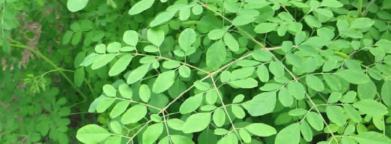 MORINGA LEAVES SPICES, Color : Green natural