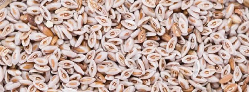 Psyllium husk seeds