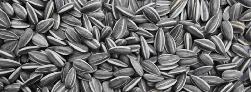Sunflower seeds, Purity : 99% min