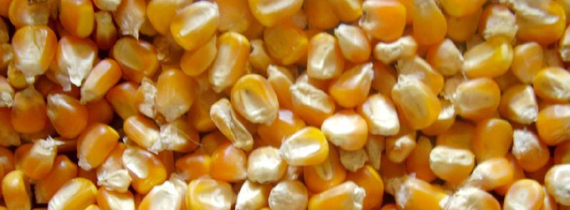 Yellow maize