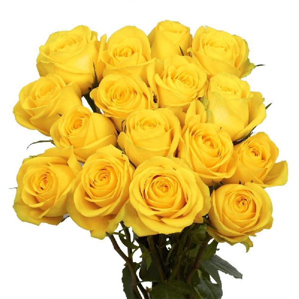Organic Yellow Rose Flower, for Cosmetics, Decoration, Gifting, Feature : Freshness, Natural Fragrance