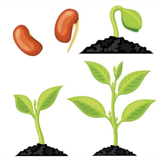 Organic Plant Growth Promoter