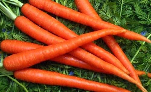 Fresh Organic Carrot, Style : Natural