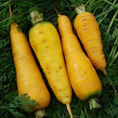 Organic Fresh Yellow Carrot, Style : Natural