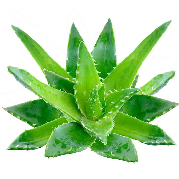 Organic Natural Aloe Vera Leaves, for Making Shampoo, Gel, Juice, Soap, Packaging Type : Loose