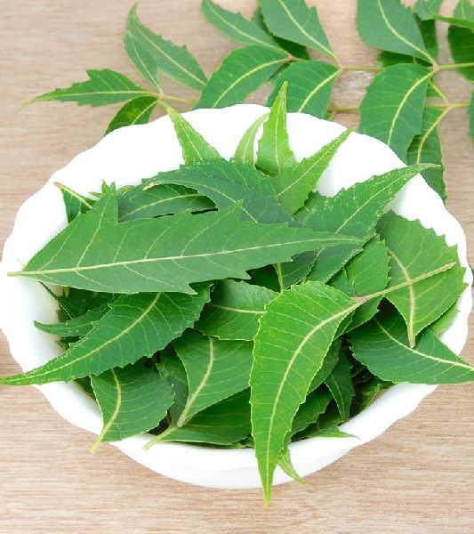 natural neem leaves