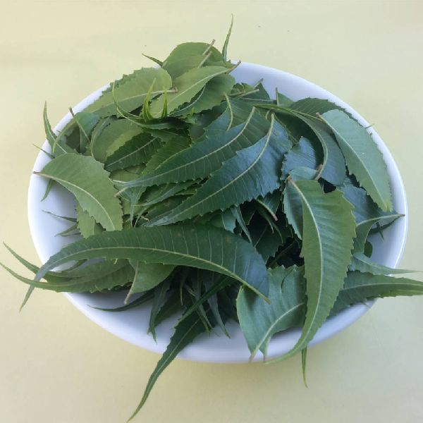 Organic Neem Leaves, for Cosmetic, Medicine, Packaging Type : Pouch