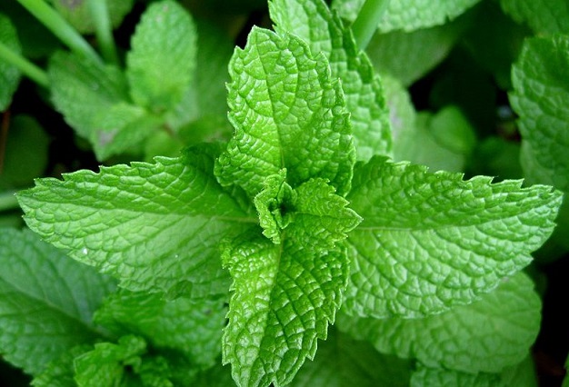 Organic Fresh Mint Leaves, Packaging Type : Plastic Bag, Pp Bag