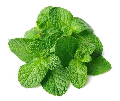 Organic Green Mint Leaves, for Cooking