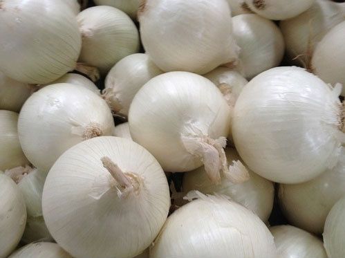 Organic White Onion, for Human Consumption, Feature : Good Purity, Natural Taste