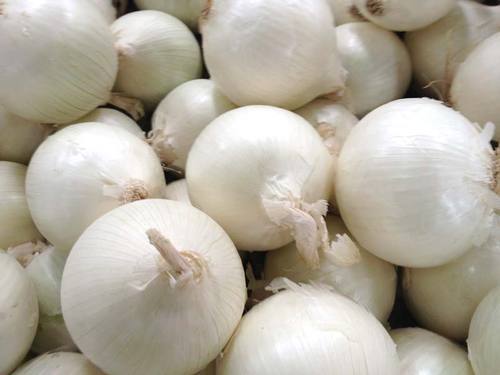 Organic White Onion, for Cooking, Packaging Type : Jute Bags, Net Bags