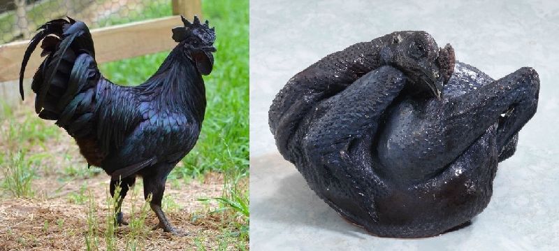 Frozen Kadaknath Chicken, Packaging Type : Poly Bag