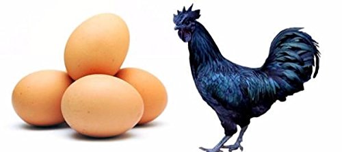 Kadaknath Chicken Egg, for Cooking, Packaging Type : Poultry Trays