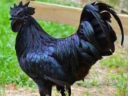 Kadaknath Hen, Color : Black