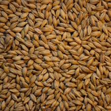 barley seeds