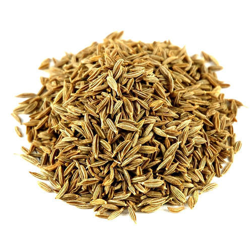 Fresh Cumin Seeds, for Cooking, Feature : Healthy, Improves Acidity Problem