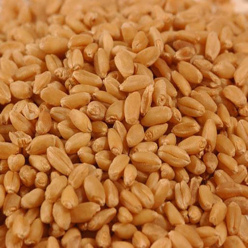 Common Animal Feed Wheat Seeds, for Roti, Chapati, Khakhara, Packaging Size : 25-50kg, 5-10kg