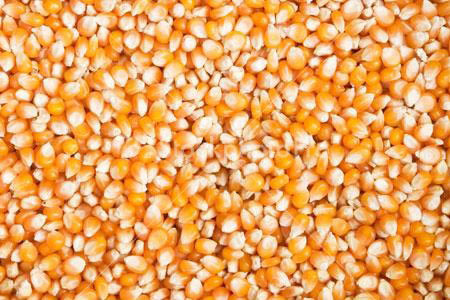 High Grade Yellow Maize Seeds, for Human Consuption, Making Popcorn