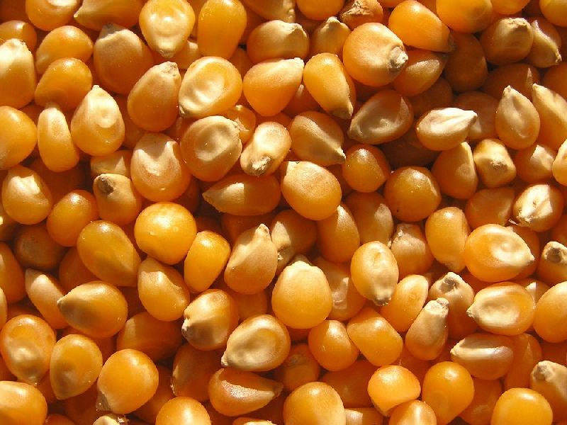 Organic Hybrid Maize Seeds, for Animal Feed, Human Consumption, Color : Yellow
