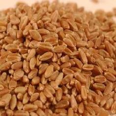 Organic Natural Wheat Seeds, for Beverage, Flour, Food, Packaging Size : 50kg