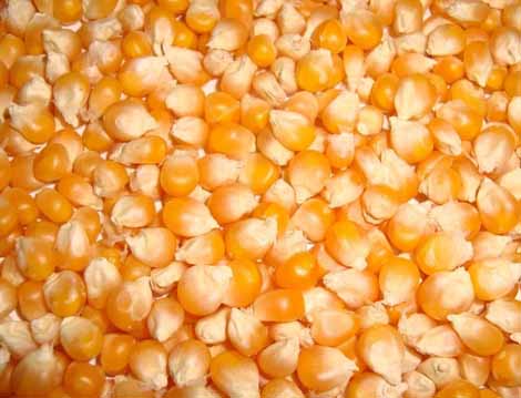 Organic Maize Seeds, for Animal Feed, Human Consuption, Color : Yellow
